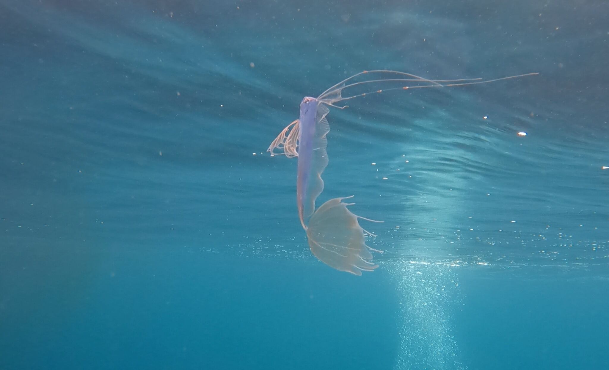 La claridad del agua permitió detectar un pez poco común que se desplazaba lentamente frente a la costa californiana.