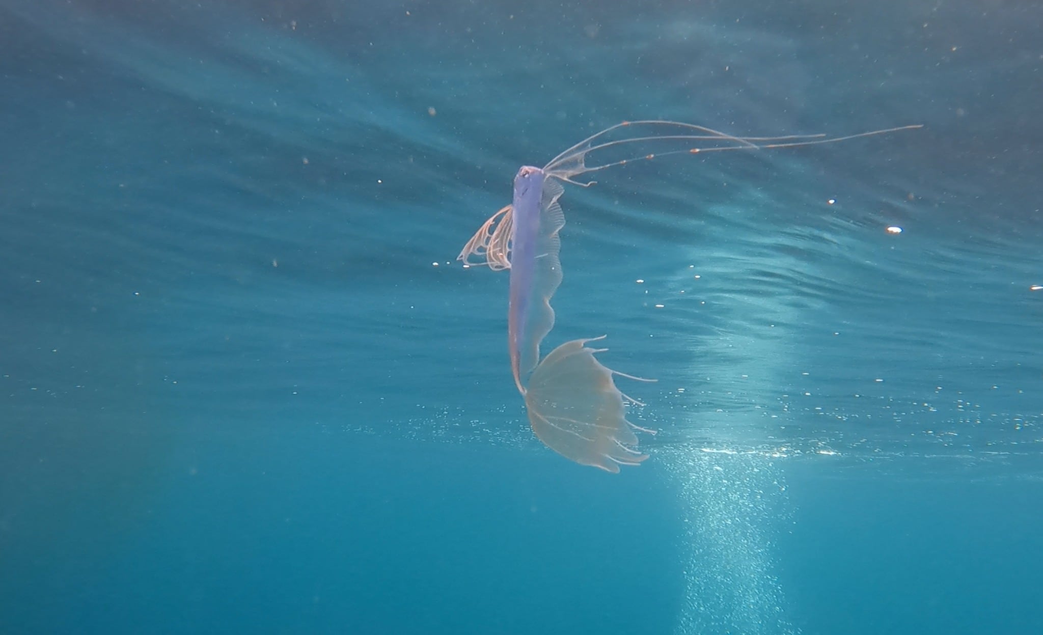 La claridad del agua permitió detectar un pez poco común que se desplazaba lentamente frente a la costa californiana.