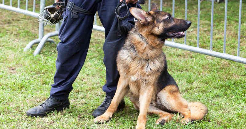 El perro de seguridad del Ministerio y el perro de la policía detectaron un posible peligro.