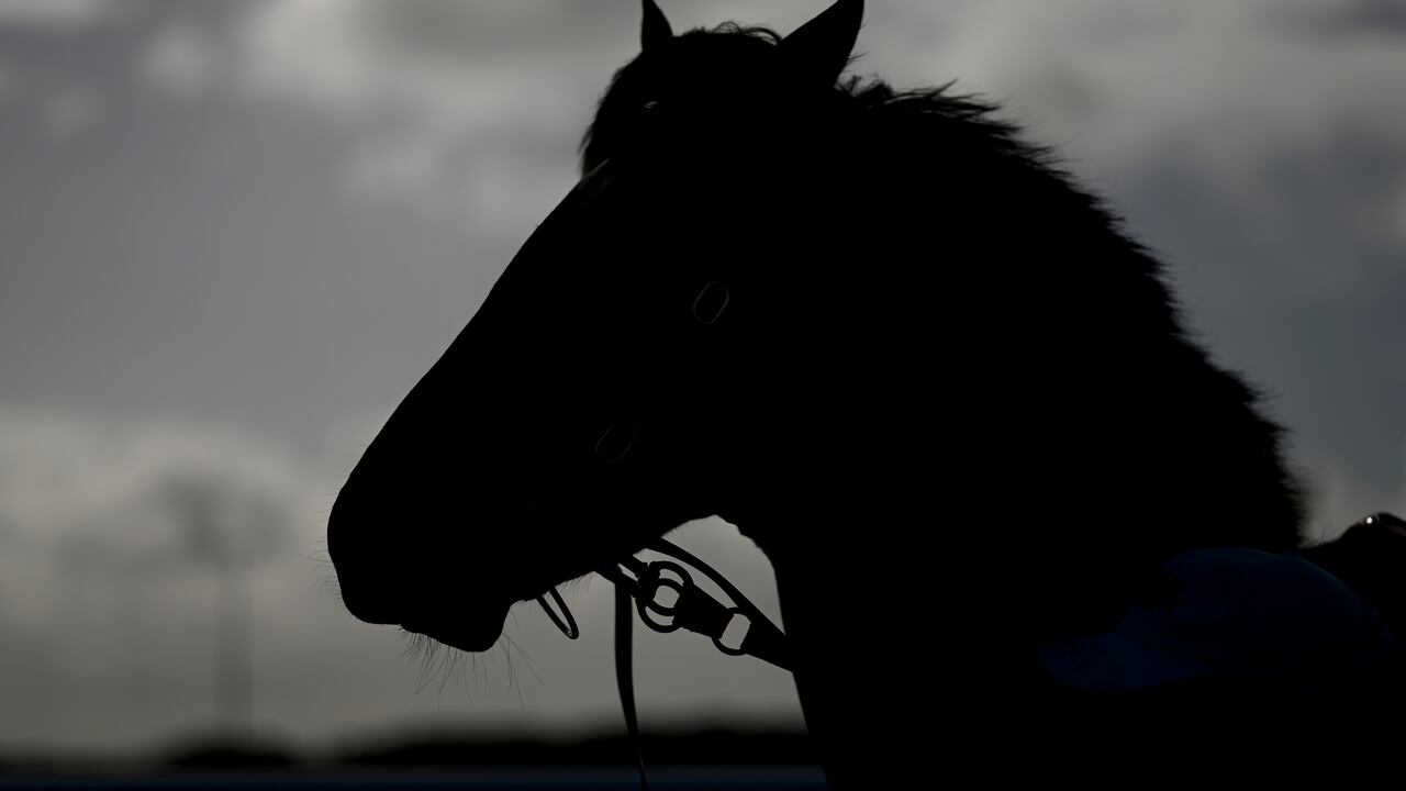 De todos los deportes practicados en Estados Unidos, los deportes ecuestres son la causa más común de lesiones cerebrales traumáticas en adultos,