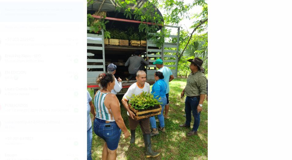 Reforestación en Meta