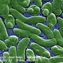 Agrupación de la bacteria Vibrio vulnificus revelada en la imagen microscópica electrónica de barrido (SEM) ampliada 13184x, 2005. Imagen cortesía de los Centros para el Control de Enfermedades