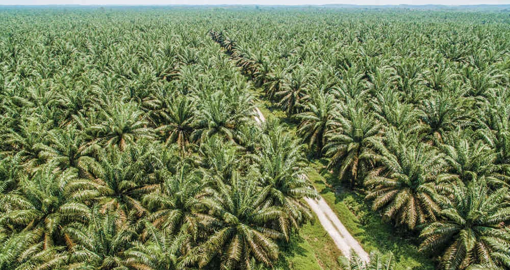 176 empleos directos y más de 1.000 indirectos genera Palnorte en Norte de Santander.