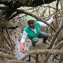 La recolección de piangüa es una de las actividades tradicionales del Pacífico colombiano. Mujeres de Guapi se han dedicado por más de 20 años a este oficio.