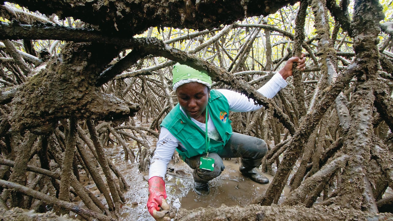 La recolección de piangüa es una de las actividades tradicionales del Pacífico colombiano. Mujeres de Guapi se han dedicado por más de 20 años a este oficio.