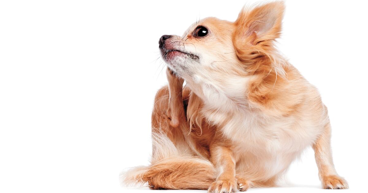 Los perros de pelo corto pueden tener suficiente con un par de cepillados a la semana, puesto que para ellos los enredos no son un problema.