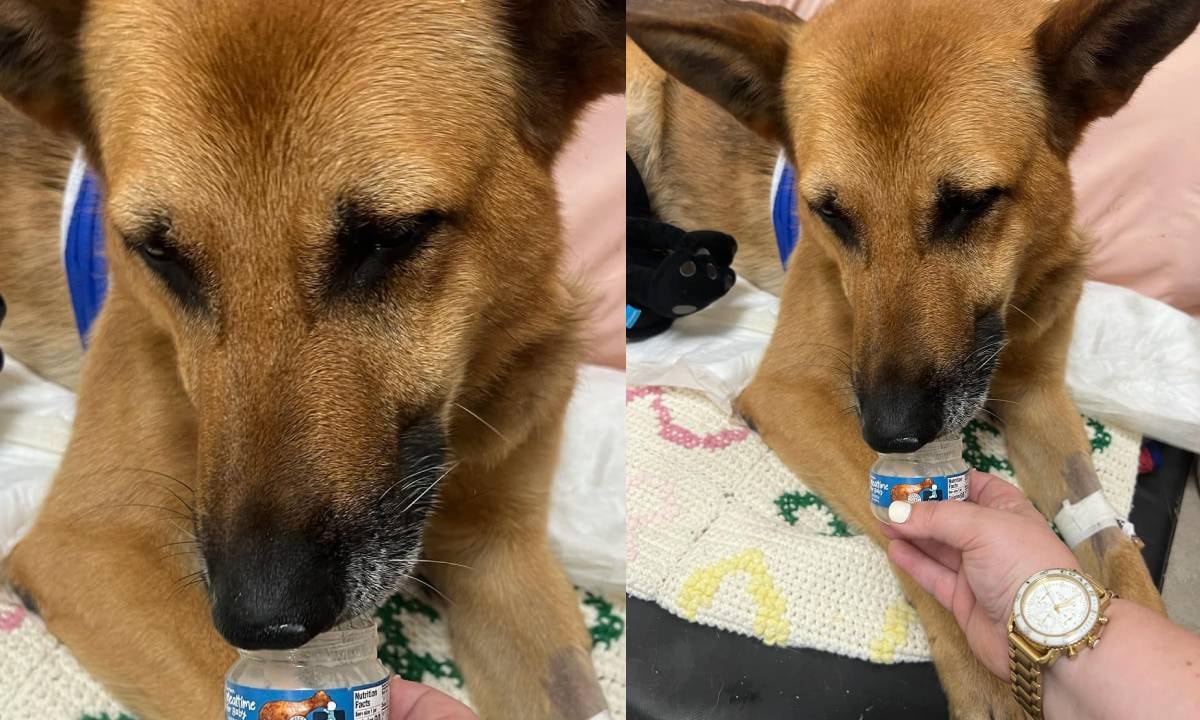 El animal logró sobrevivir al ataque gracias al cuidado de doctores especializados