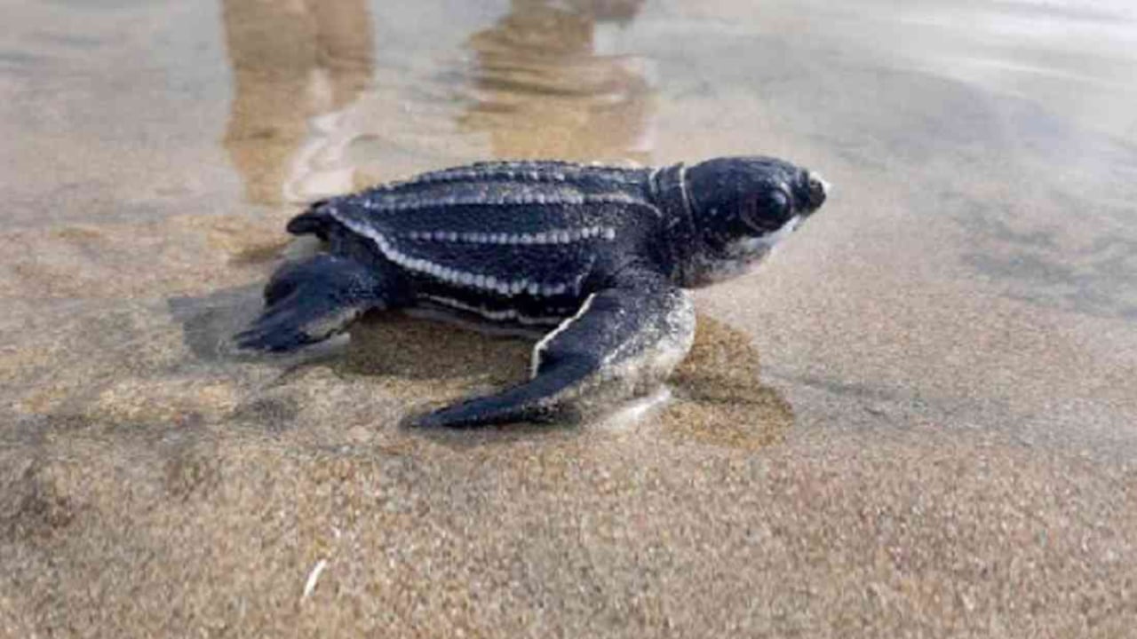 La tortuga laúd es la especie más grande del planeta. Foto: Ministerio de Ambiente y Agua de Ecuador.