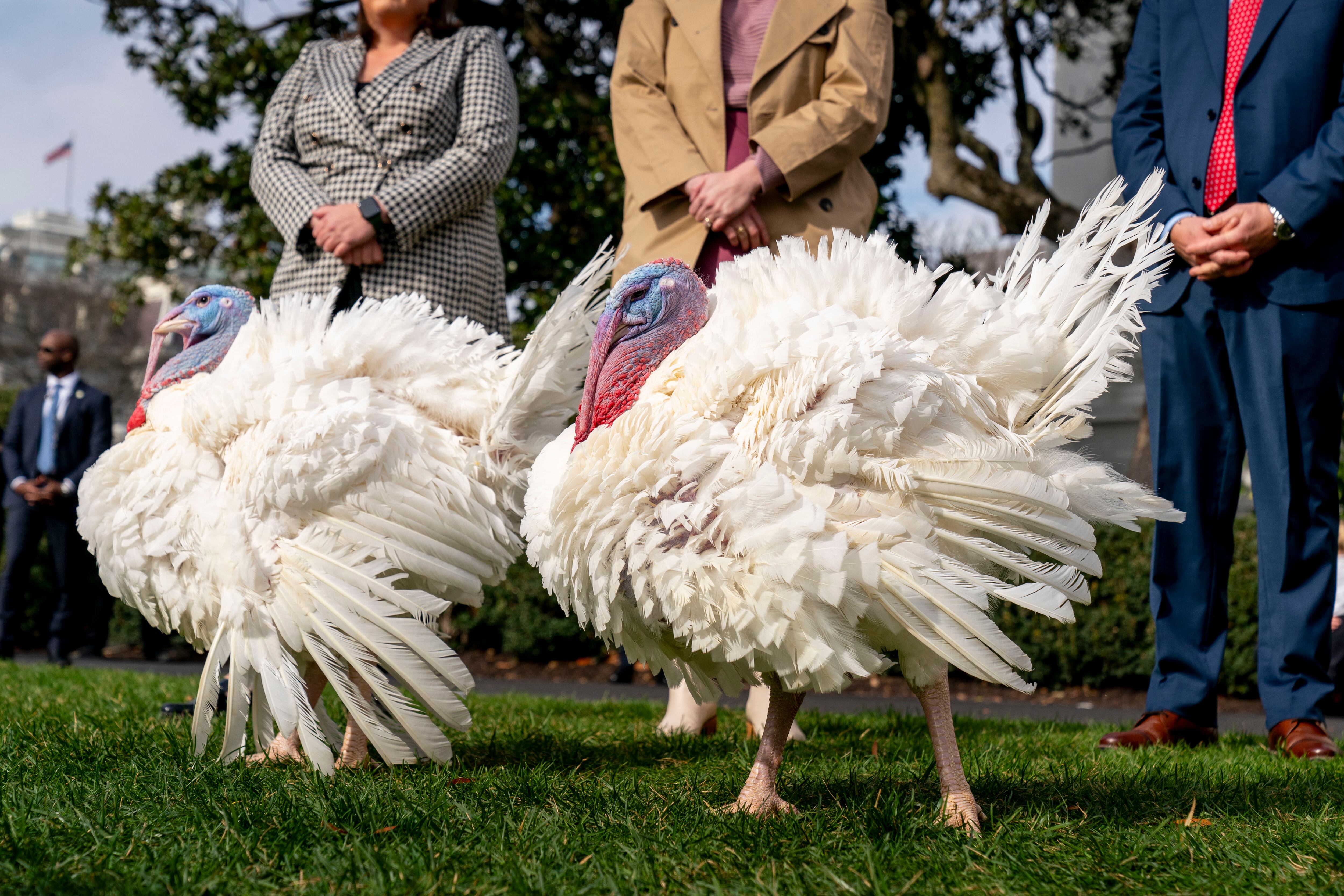 Antes de otorgar los indultos, Biden dijo que, a pesar de que Liberty y Bell nacieron en Minnesota, recibieron sus nombres en honor a la Campana de la Libertad en Filadelfia.