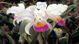 La orquídea (‘cattleya trianae’)