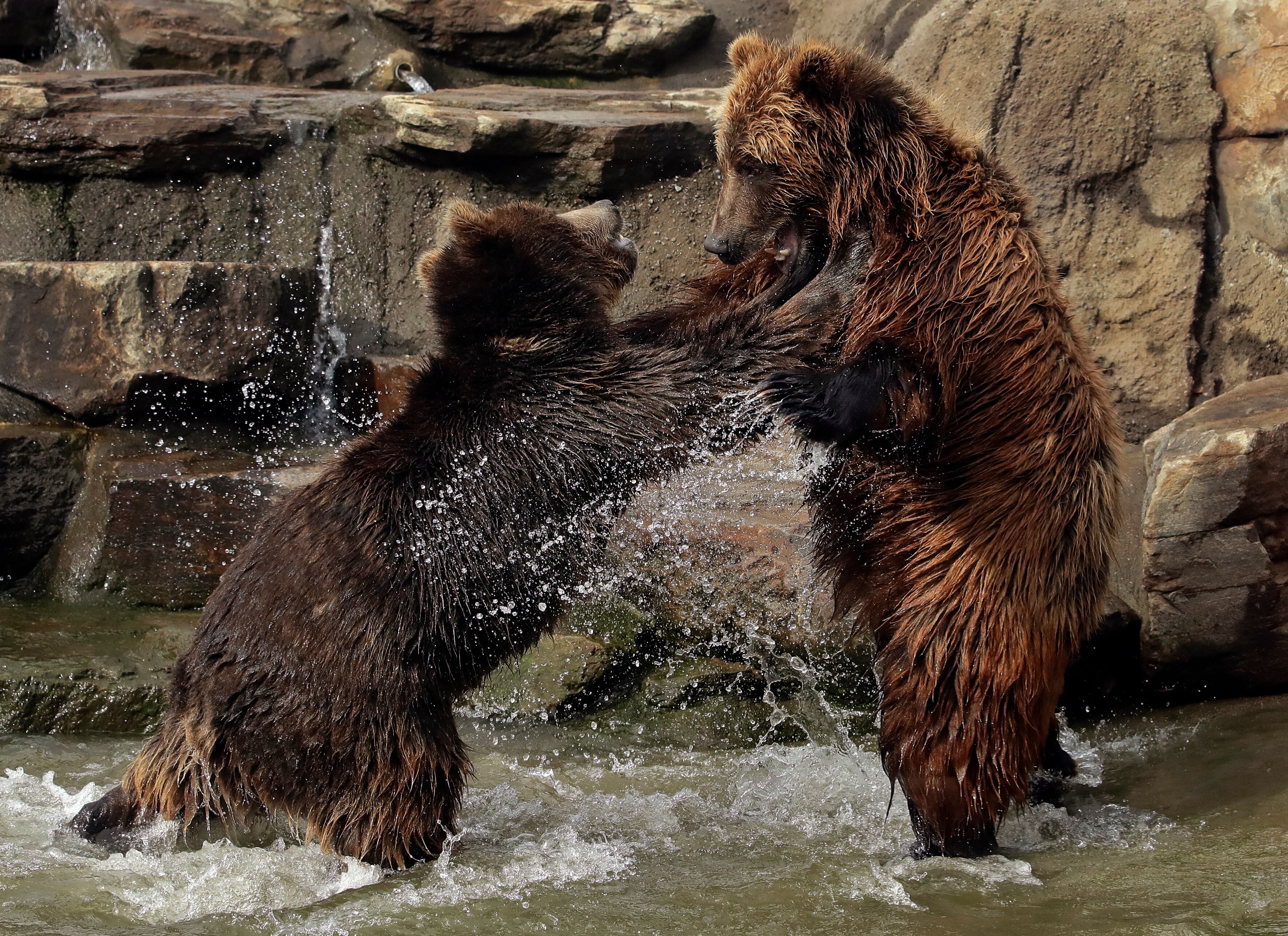 FILE - In this Thursday, Jan. 17, 2019, file photo, bears frolic at the Oakland Zoo in Oakland, Calif. The Oakland Zoo zoo is vaccinating its large cats, bears and ferrets against the coronavirus using an experimental vaccine being donated to zoos, sanctuaries and conservatories across the country. (AP Photo/Ben Margot, File)