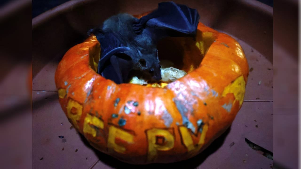 Halloween en el zoológico de Pairi Daiza de Brugelette, Bélgica (imagen de referencia).