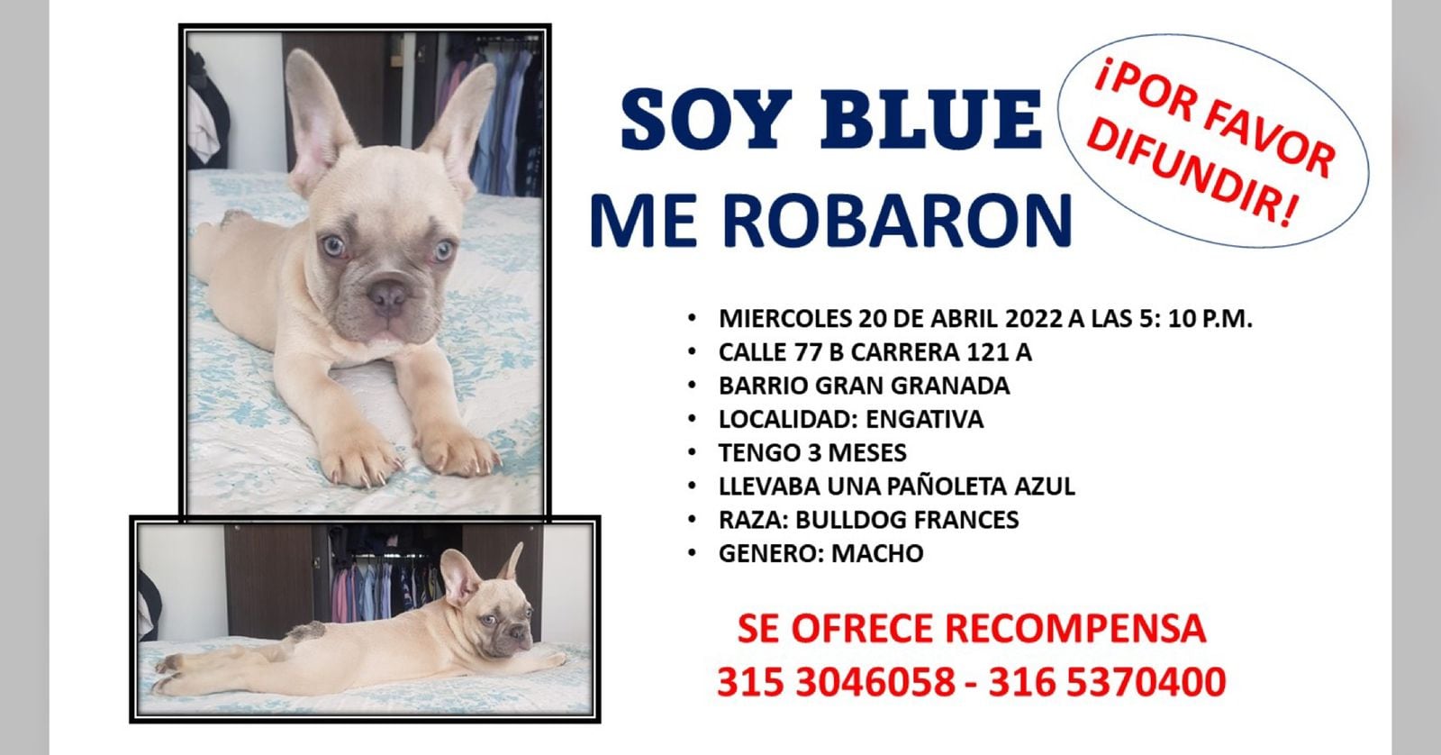 La familia de Blue, el bulldog francés que se robaron en Bogotá, ofrece recompensa por información de su paradero.