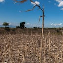 El fenómeno de El Niño traerá altas temperaturas y la sequía de varios cultivos por la falta de lluvias