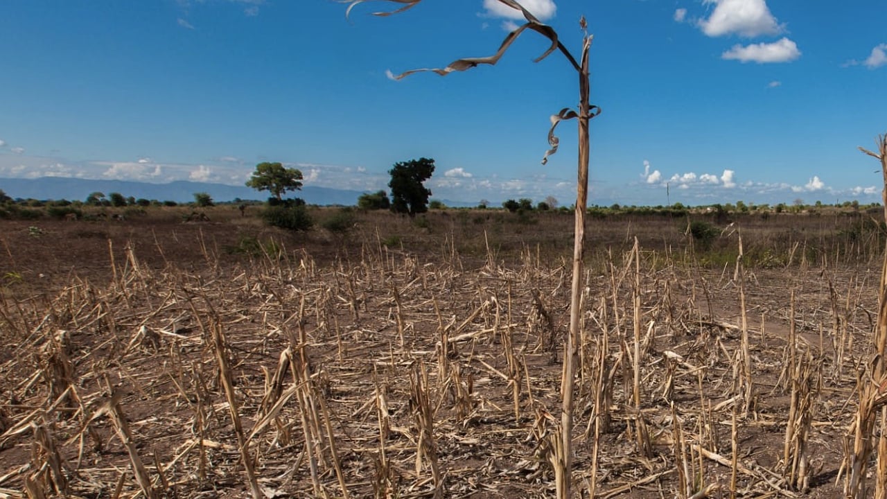 El fenómeno de El Niño traerá altas temperaturas y la sequía de varios cultivos por la falta de lluvias
