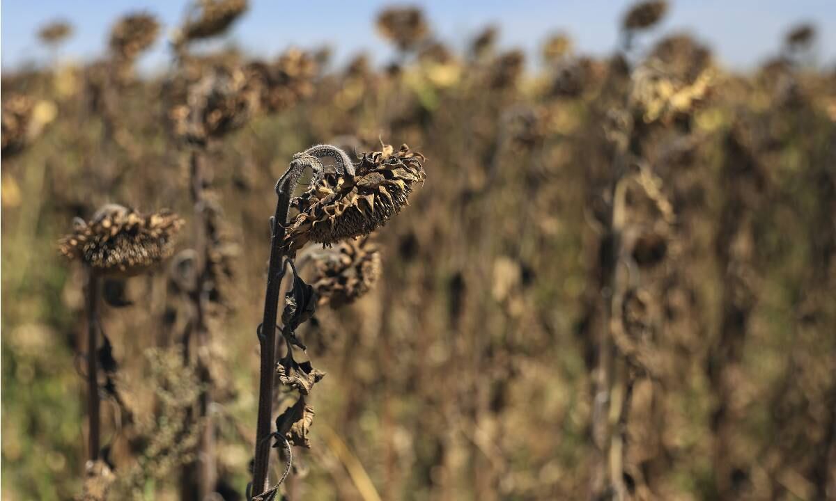 España, Portugal, y Francia, los países más afectados.