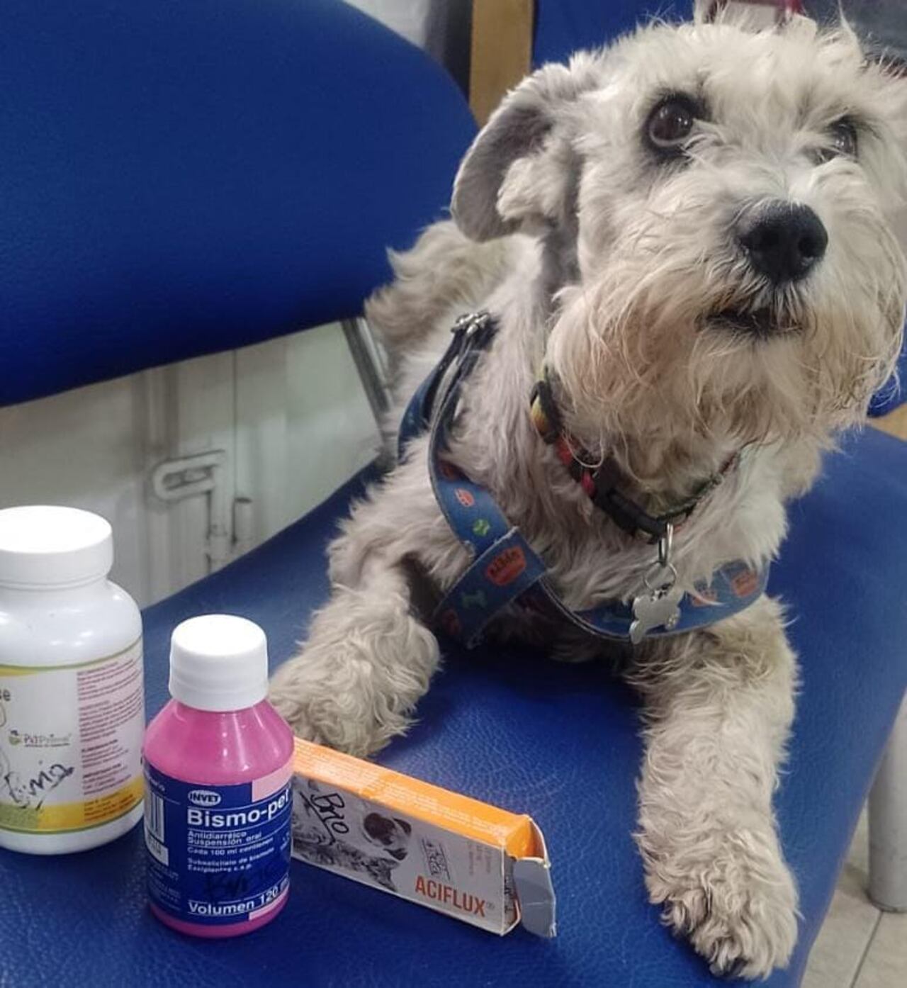 Perrita ayudada por el Banco Veterinario de Colombia