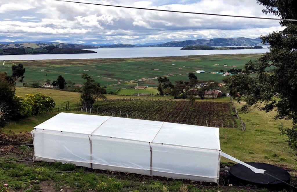 Las mujeres que conforman Asomuc han transitado hacia el cultivo orgánico y la diversificación de productos. También trabajan en temas de empoderamiento femenino, seguridad alimentaria, recuperación de prácticas y saberes, y en la conservación de los ecosistemas.