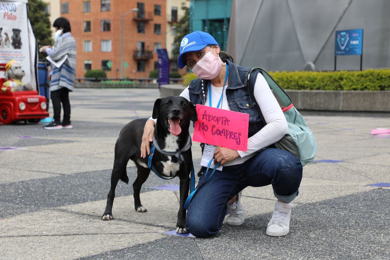 Los animales buscan un hogar.