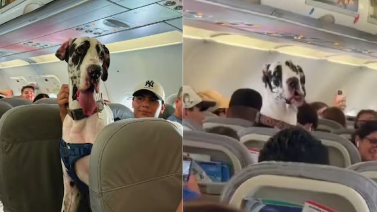 Gran danés en cabina de avión