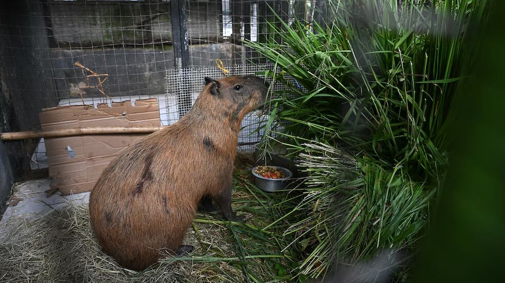 La agresión quedó registrada en video, lo que permitió identificar y capturar a los implicados.