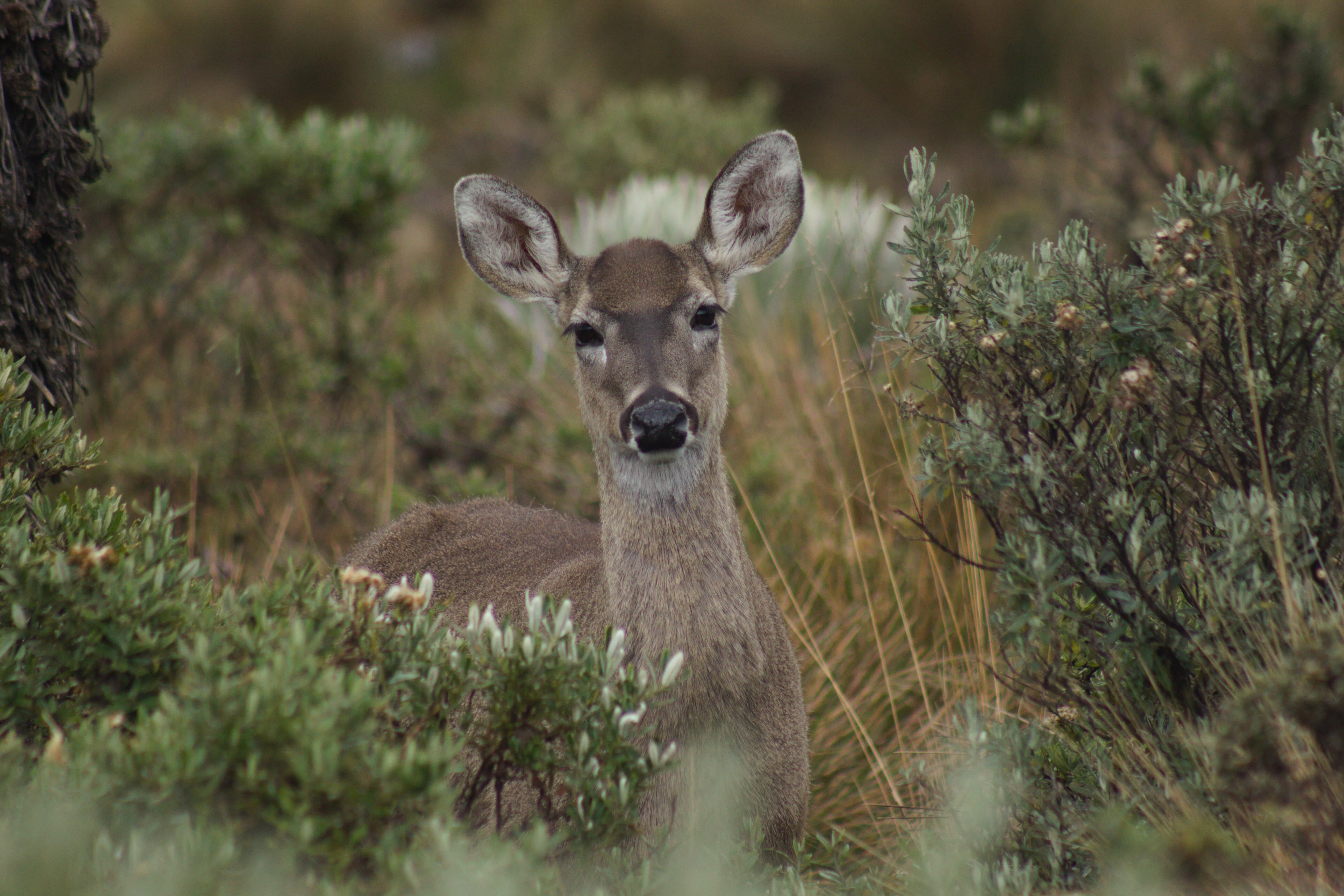 En el páramo hay variedades de mamíferos como murciélagos y ratones, y se tienen registros de osos andinos, venados, ranas, lagartijas y serpientes.