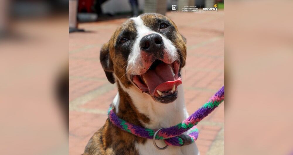 Perro en Bogotá