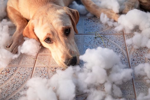 La forma para que los perros no dañen los muebles.