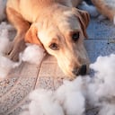 La forma para que los perros no dañen los muebles.