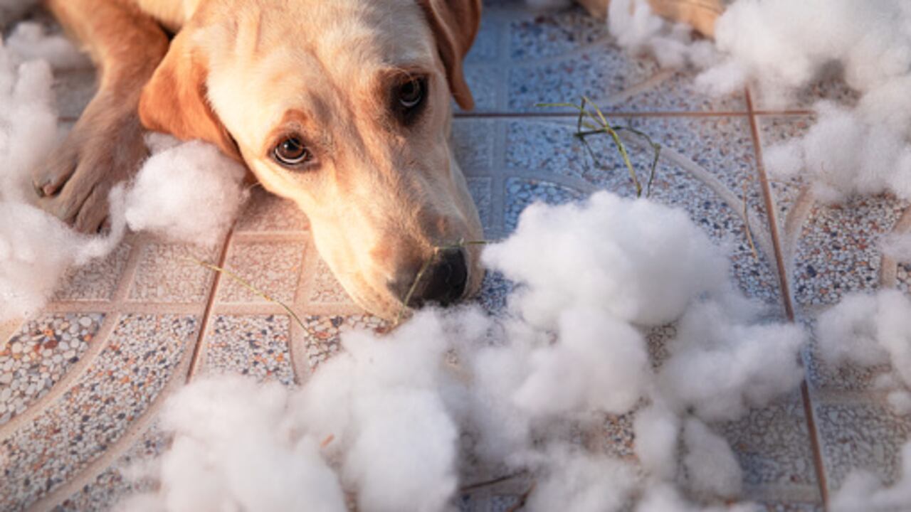 Añadir aceite de coco a la dieta del perro puede ayudar en el control de peso