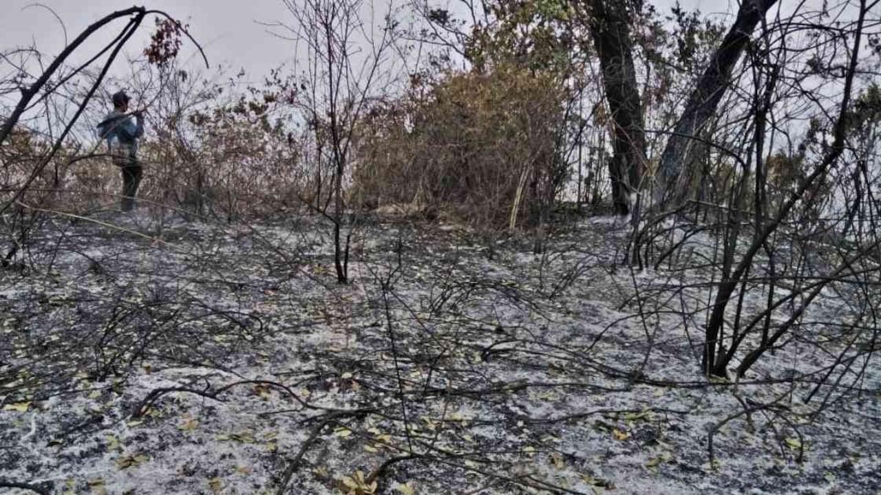 Así quedaron dos hectáreas de bosque en Codazzi luego de las quemas provocadas por campesinos. Foto: Daniel Gómez.