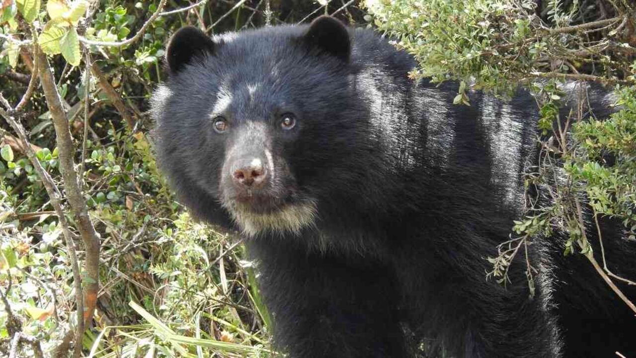 Seis adultos y dos juveniles de oso andino o de anteojos fueron detectados al interior de esta reserva natural. Foto: CAR