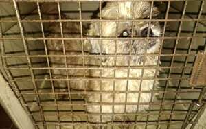 Hombre mantenía en precarias condiciones a 44 perros en un criadero ilegal en el sur de Bogotá.