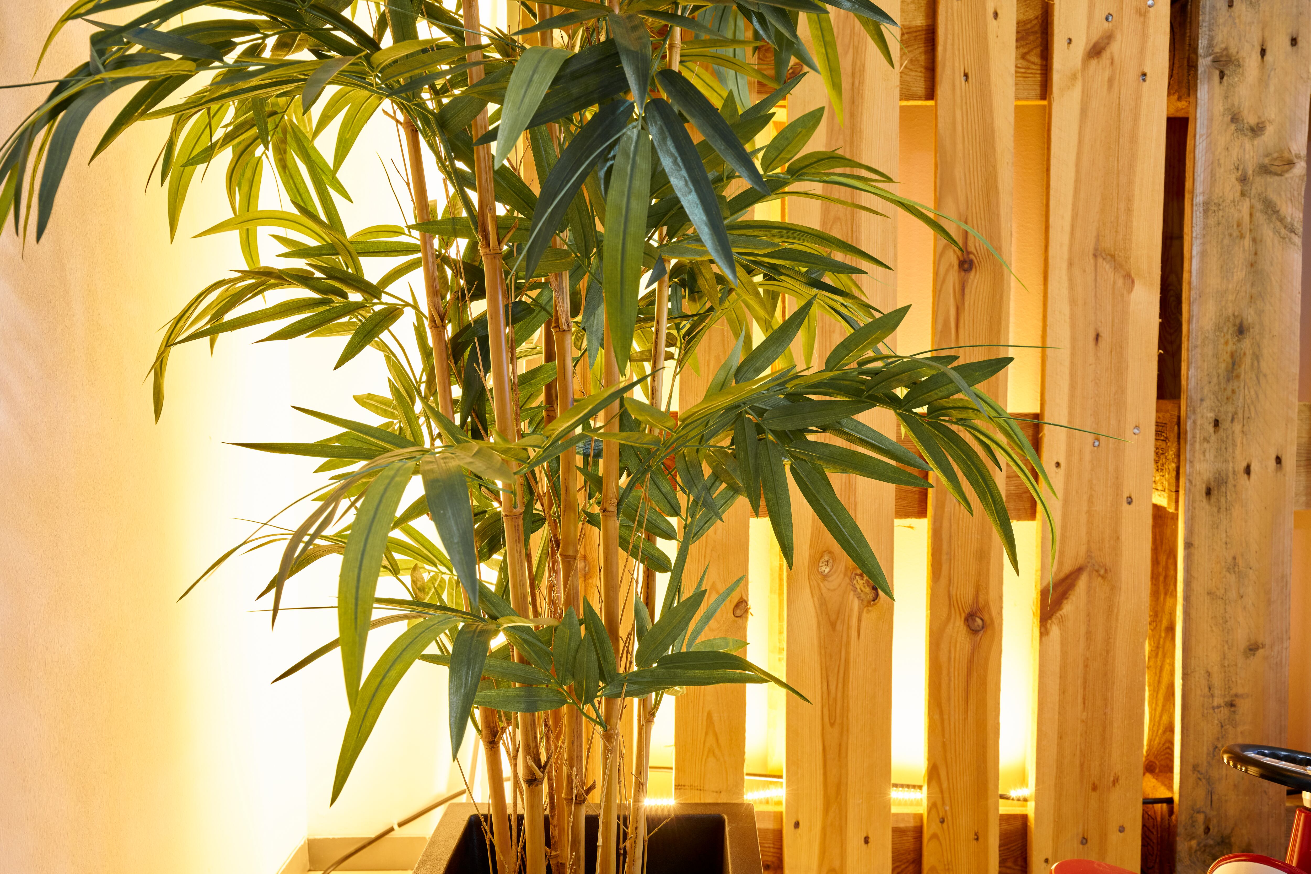 La planta de bambú es usada para llamar la buena suerte.