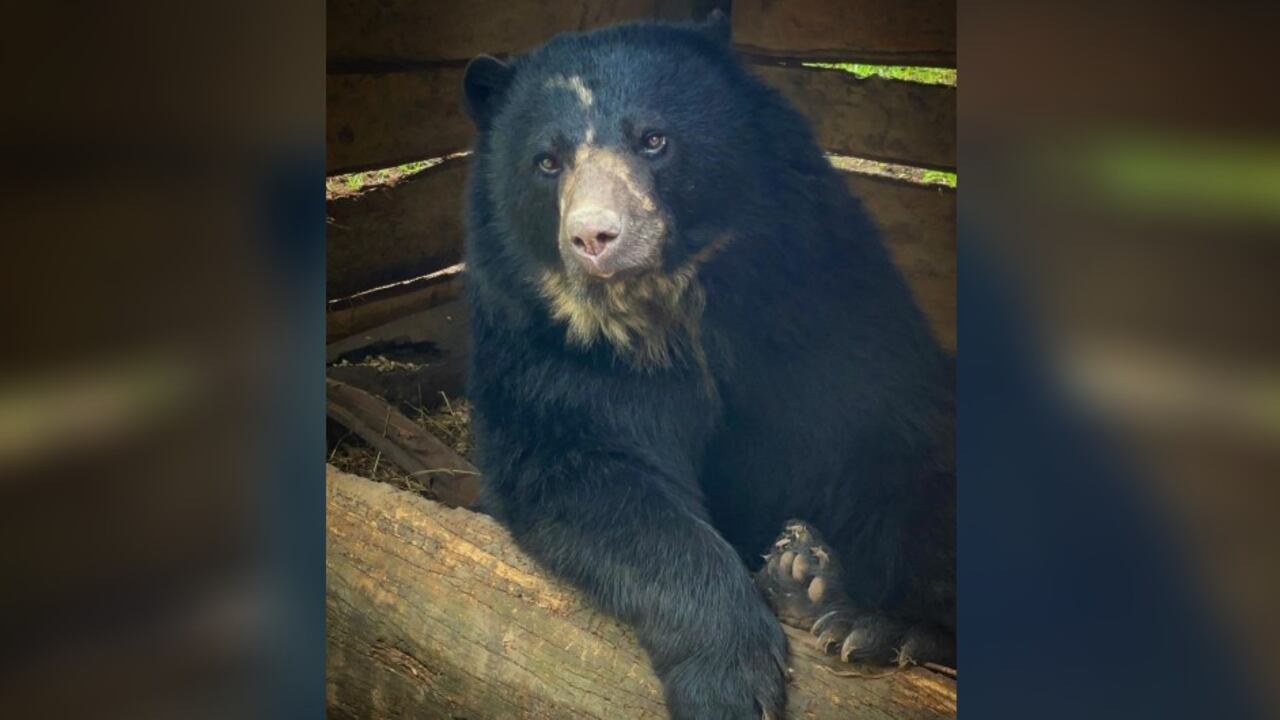 Este es el oso de anteojos llamado Tamá que se escapó de la reserva natural Bioparque Wakatá de la Fundación Parque Jaime Duque, ubicado en el municipio de Tocancipá.