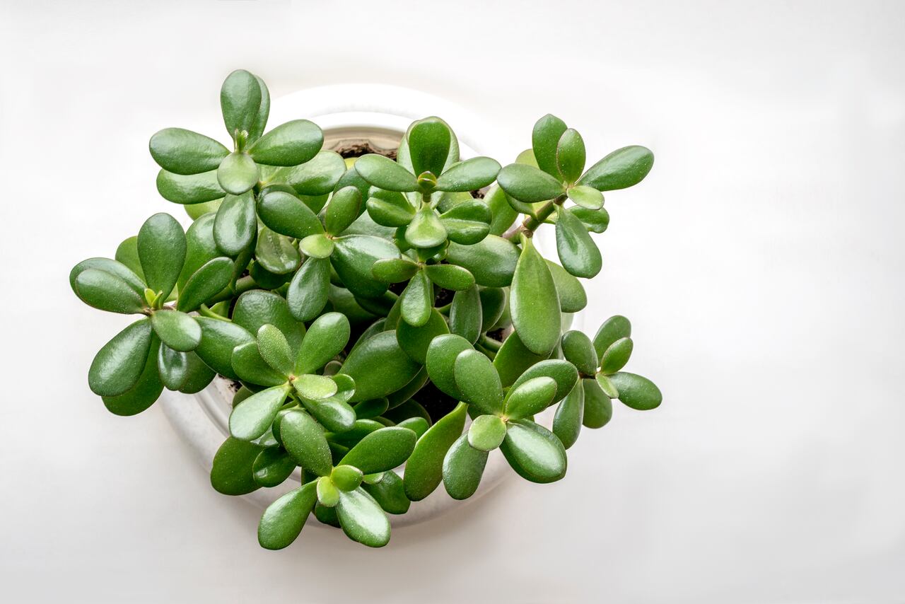 Succulent houseplant Crassula in a pot on a white background. View from above