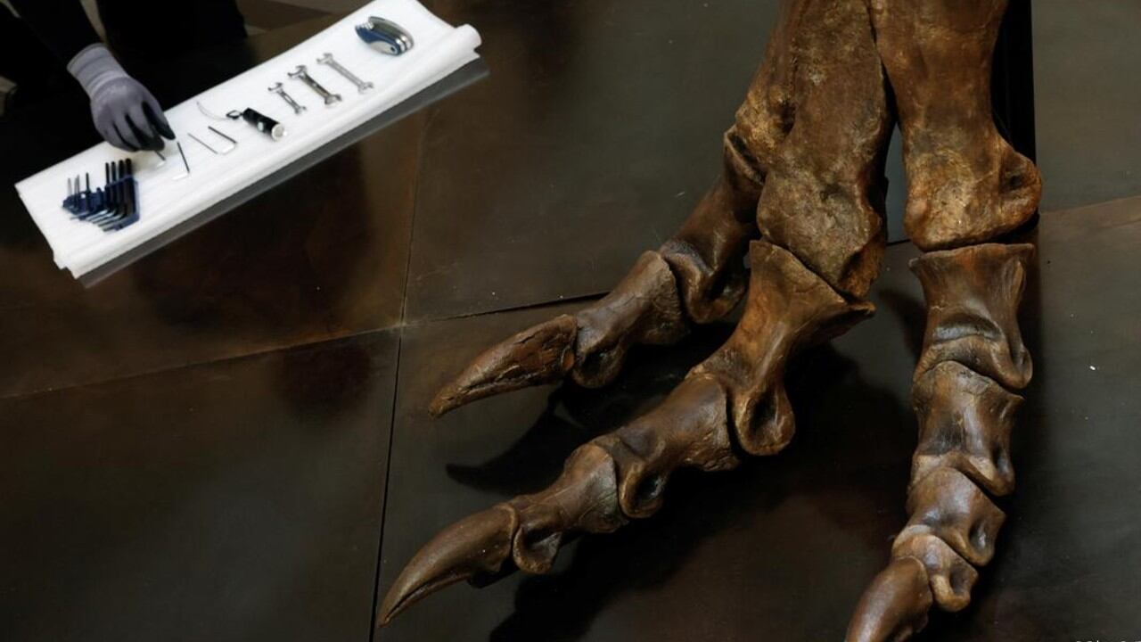 Probablemente, el T. rex es el dinosaurio más famoso. Y ahora, los científicos han logrado establecer que crecía hasta los 40 años.