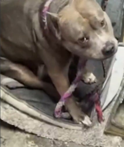 Tras concepto médico desfavorable, entregan a una canina desatendida a las autoridades de Bogotá.