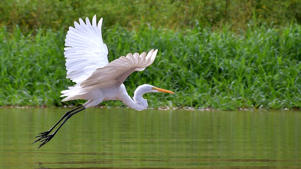 Entre Leticia y Puerto Nariño se practica Canopi, kayak, avistamiento de aves, recorrido por el río, senderismo y caminatas nocturnas.