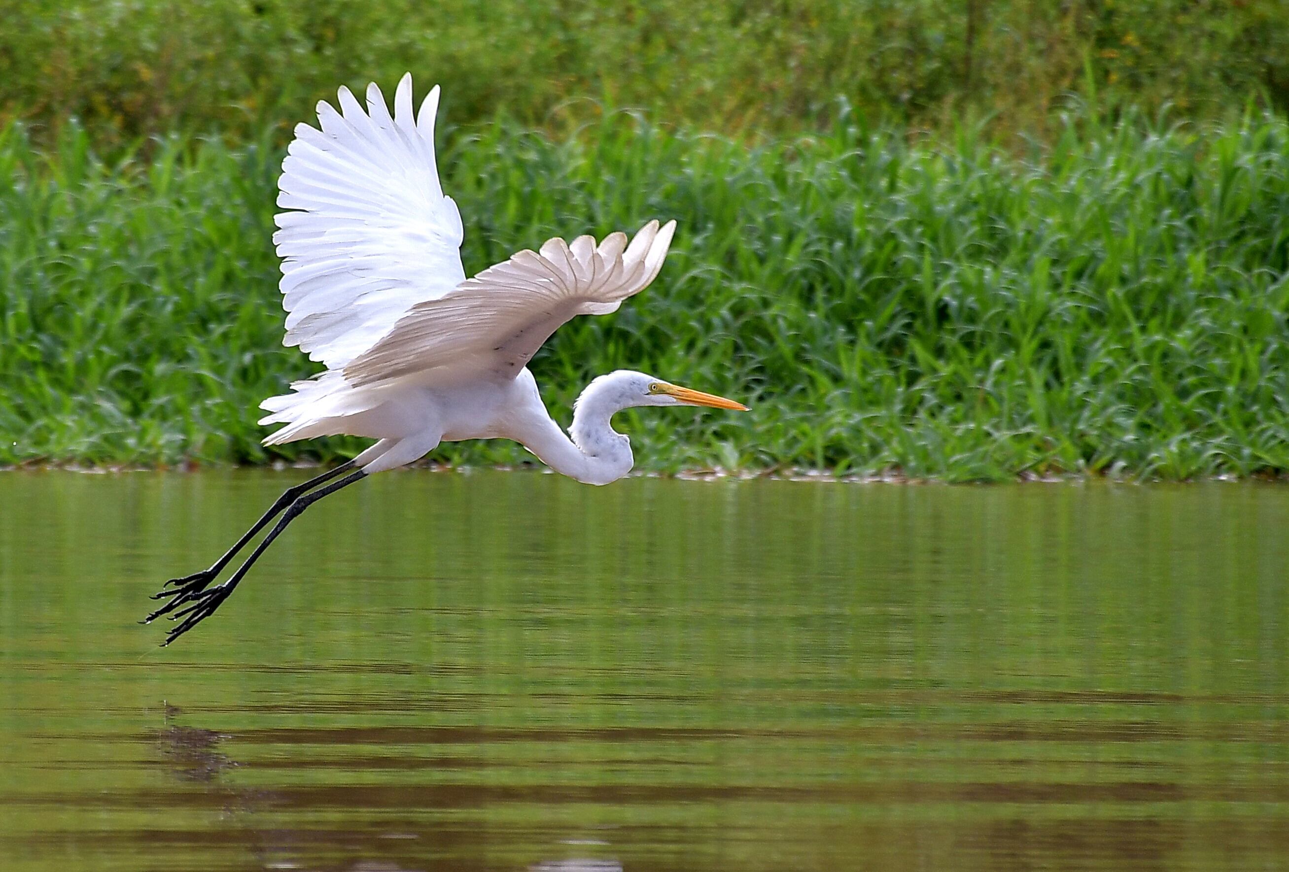 Entre Leticia y Puerto Nariño se practica Canopi, kayak, avistamiento de aves, recorrido por el río, senderismo y caminatas nocturnas.