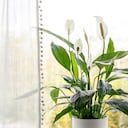 Abono hecho con verdura para que florezca la cuna de Moisés