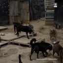 Algunos de los perros hallados en condición de abandono.