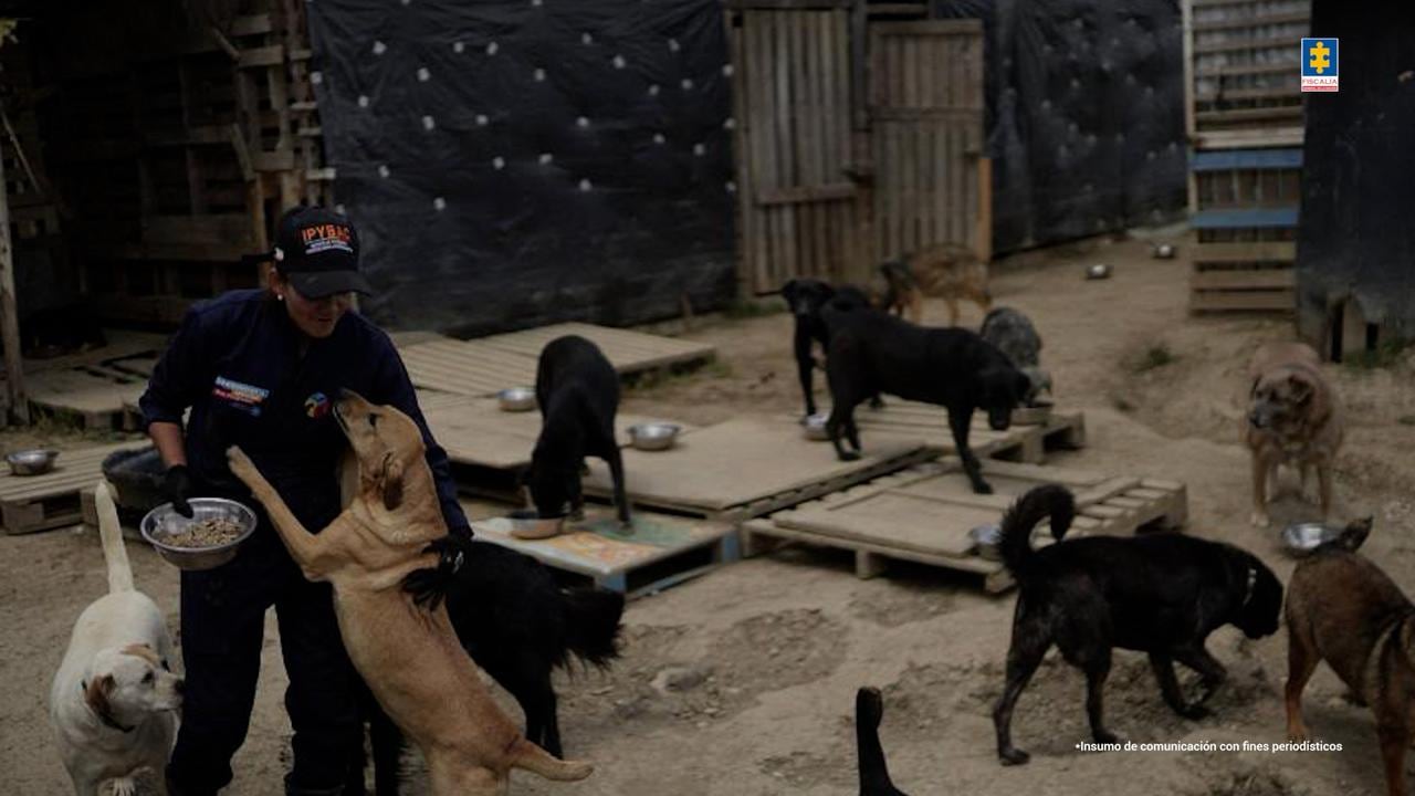 Algunos de los perros hallados en condición de abandono.