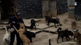 Algunos de los perros hallados en condición de abandono.