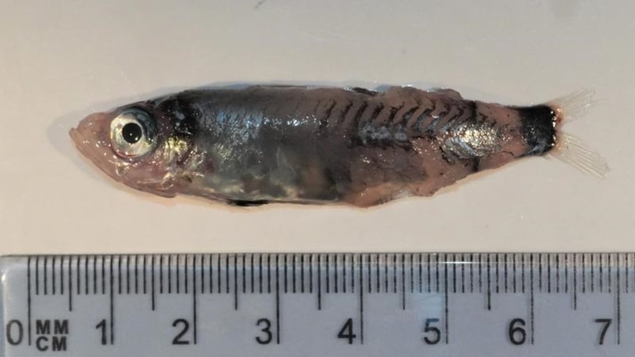 Microichthys grandis
BRAM COUPERUS
17/4/2023