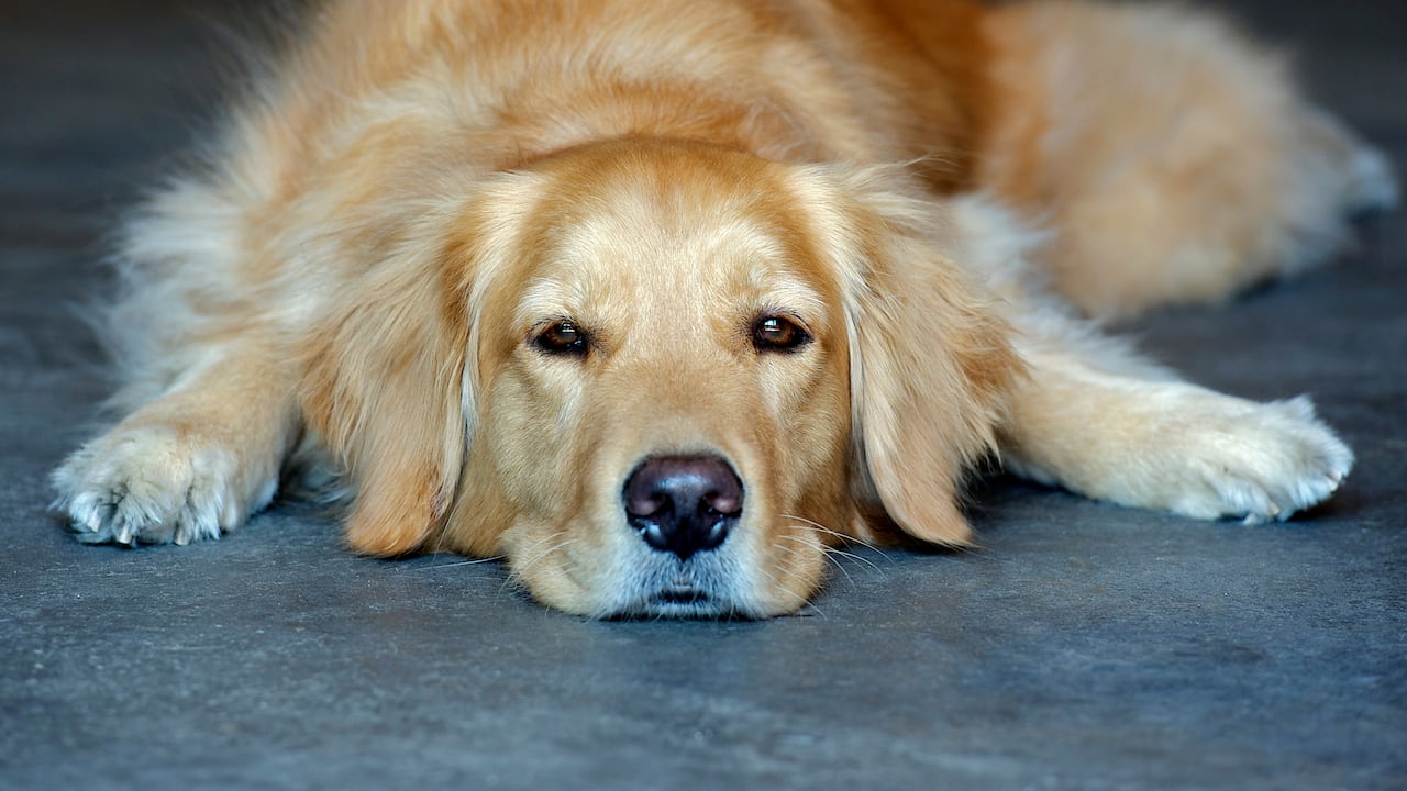 Los factores que provocan el cáncer en los perros son la vejez y la genética.