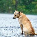 El santo cuidaba y ayudaba a los animales.