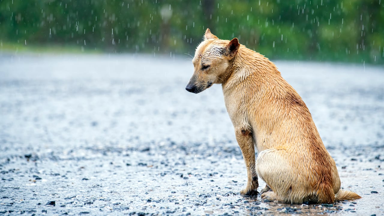 Este es el mes más crítico por el abandono de mascotas en basureros y estaciones de TransMilenio.