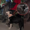 Tsunami, el perro rescatista que salva vidas, tras terremoto en Venezuela.