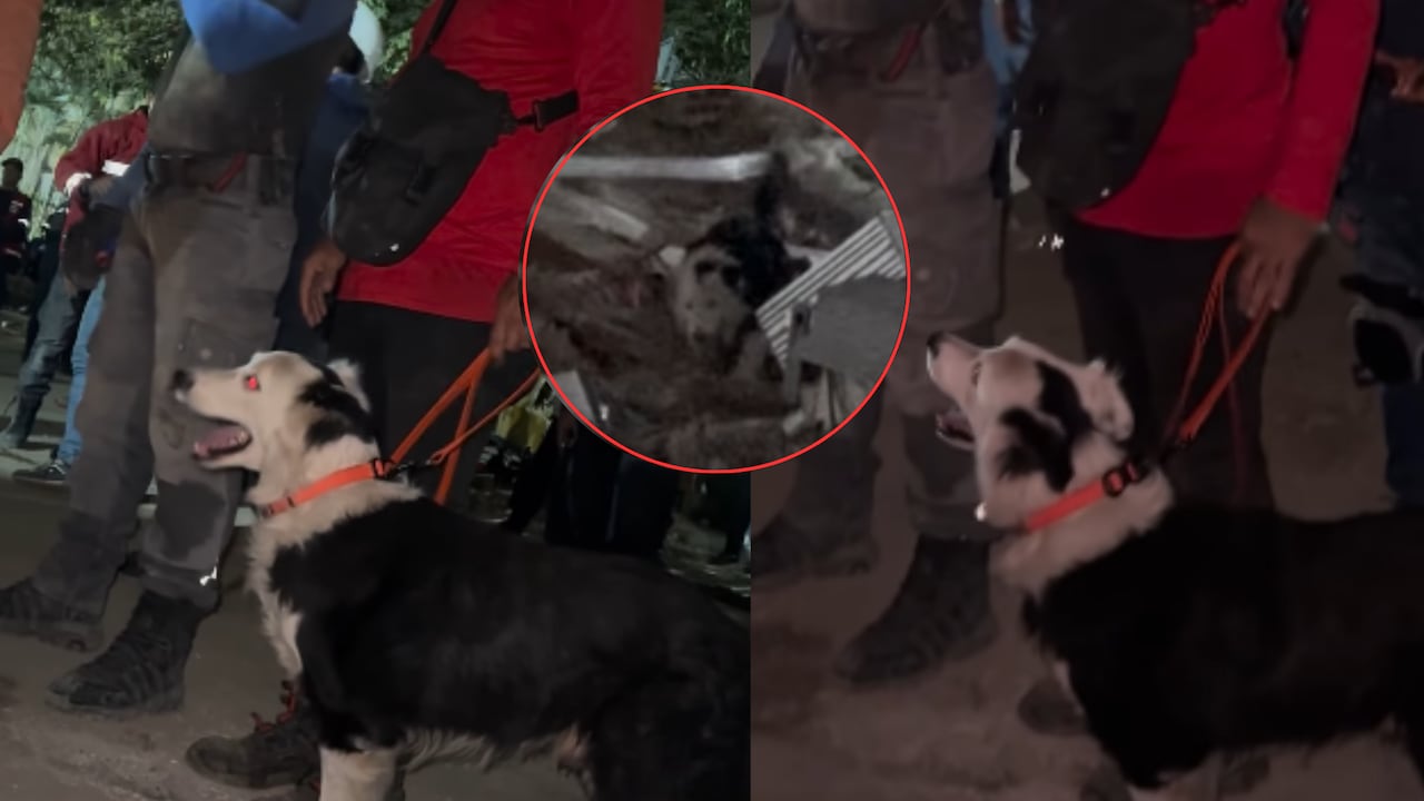 Tsunami, el perro rescatista que salva vidas, tras terremoto en Venezuela.